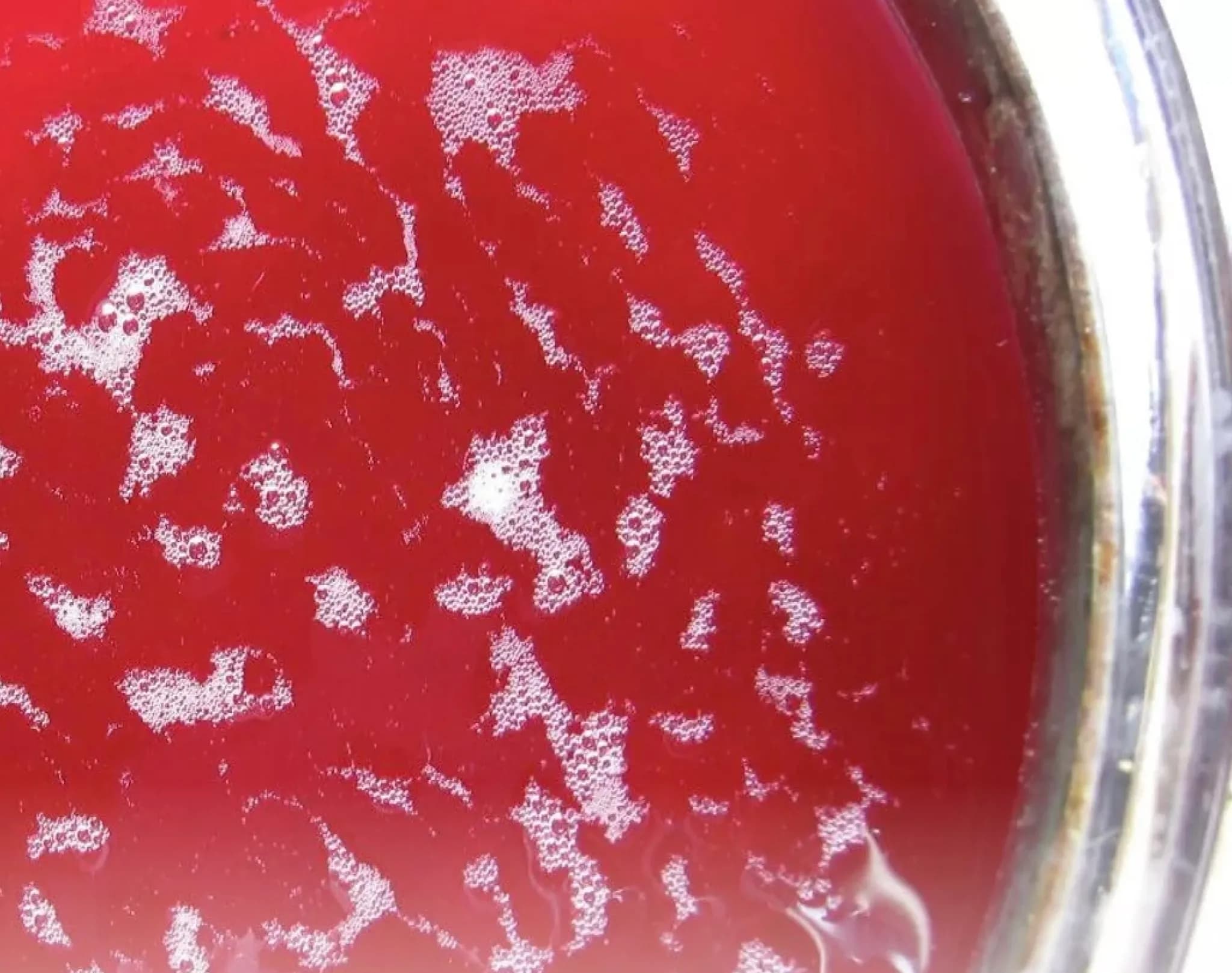 Изображение новости Выпускники факультета Биотехнологий разработали фитоквас с элеутерококком